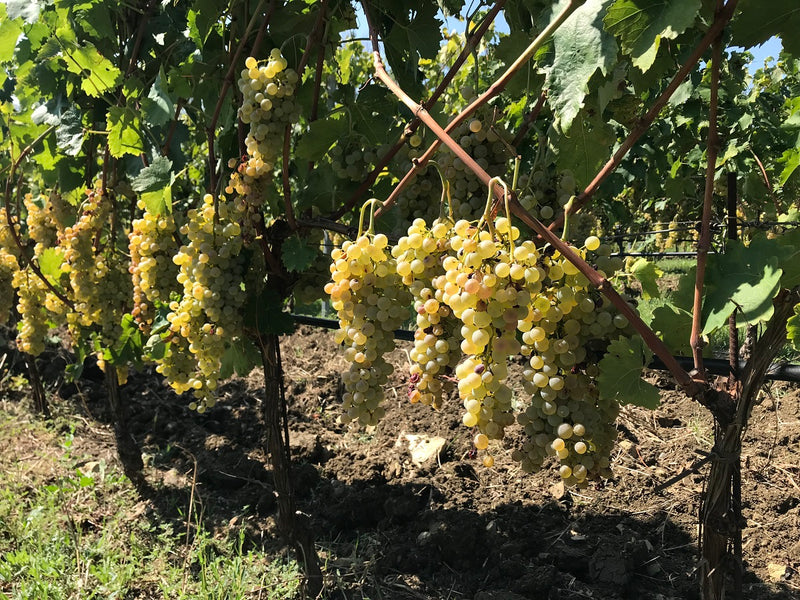 Podere 414 ポデーレ414
