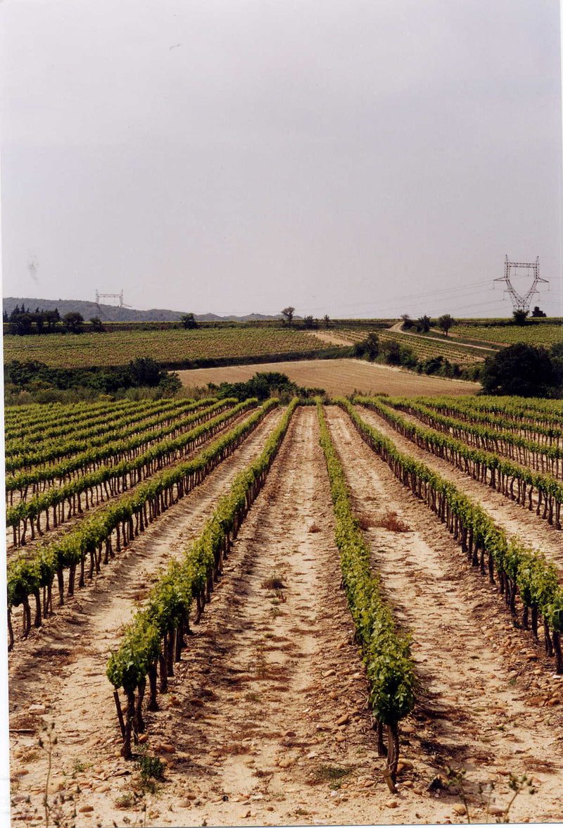 Les Vignerons d’Estézargues エステザルグ協同組合