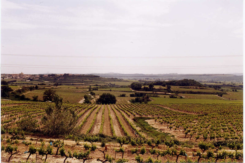 Les Vignerons d’Estézargues エステザルグ協同組合