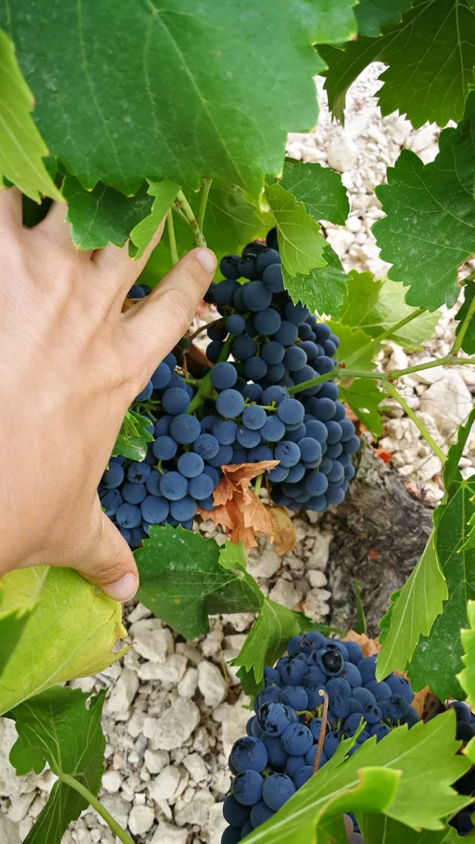 Bodegas Olivares ボデガス・オリバーレス