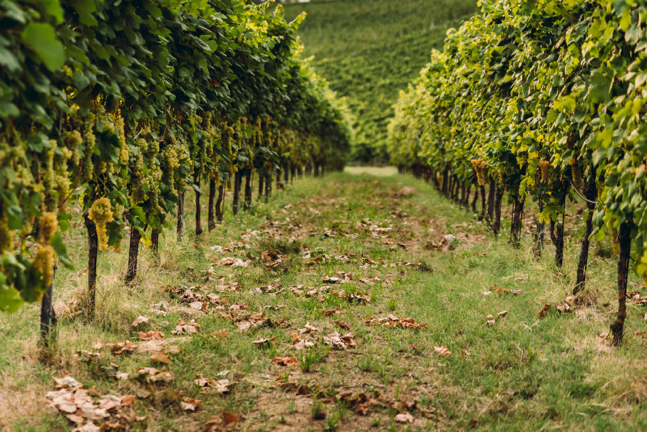 メルロー ルビコーネ オーガニック