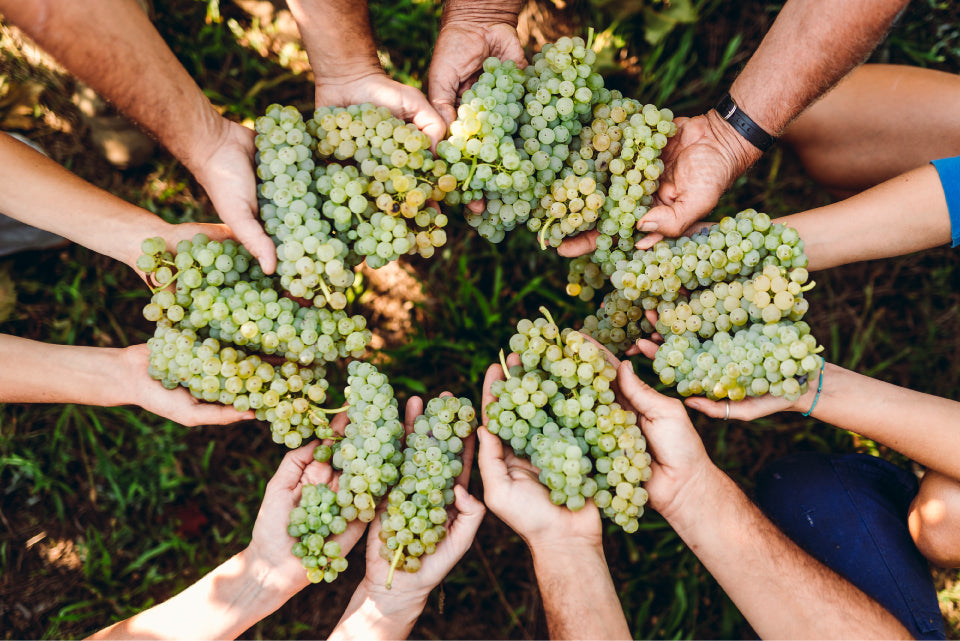 メルロー ルビコーネ オーガニック