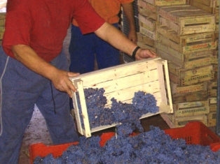 スポンサ ヴェロネーゼ2021